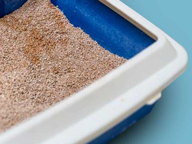 Arena para gato, venta de arena para gatos en méxico