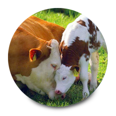 Minerales de Avino - Cuidado Animal