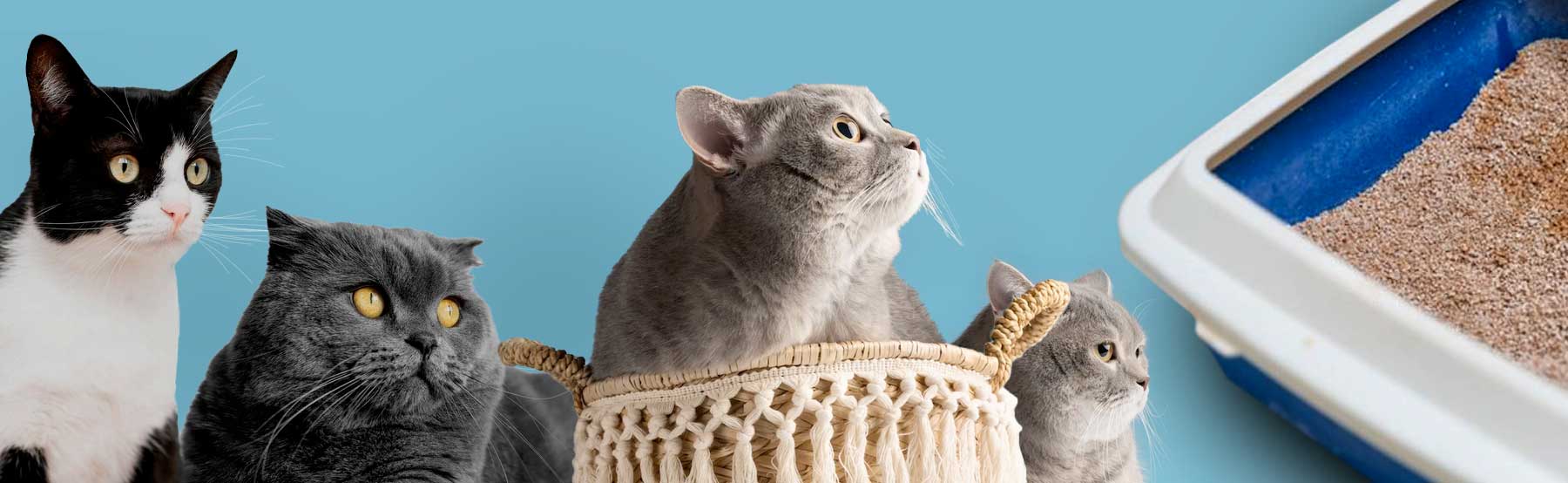Arena para gato, venta de arena para gatos en méxico