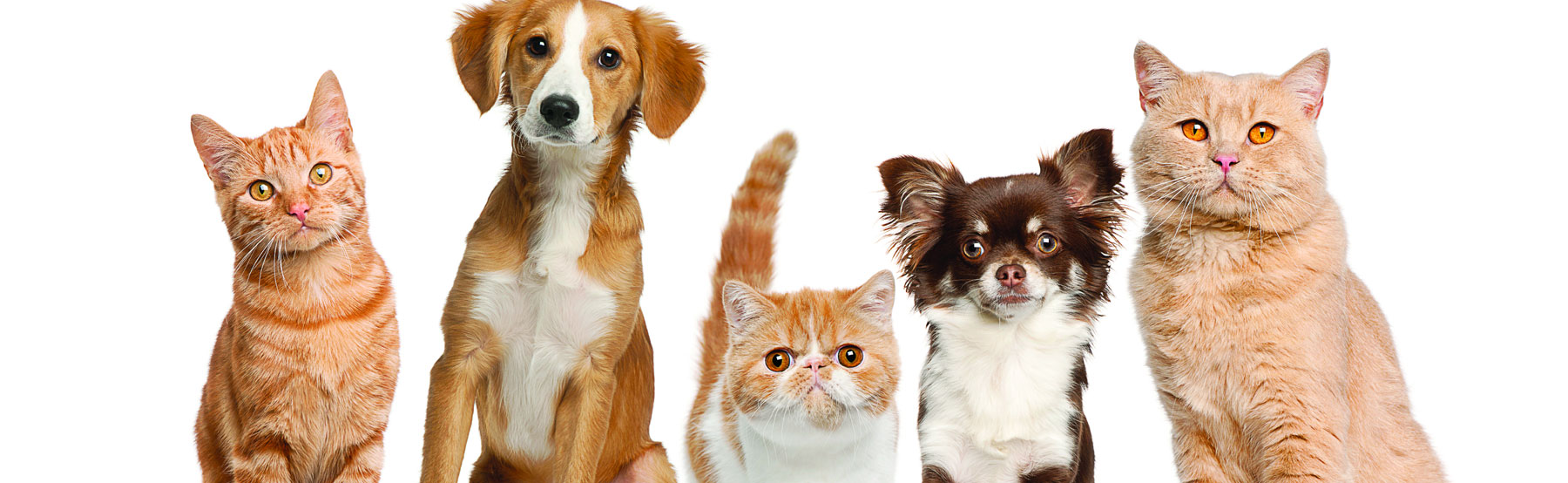 Minerales de Avino - Cuidado Animal