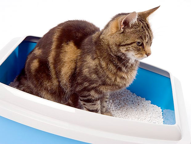 Minerales de Avino - Cuidado Animal